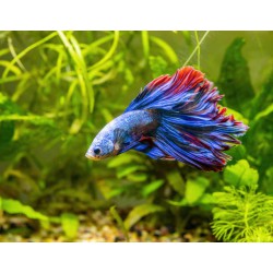 Beta Fish Beta Fish
