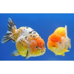 Goldfish Goldfish