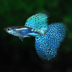 Guppy fish Guppy fish