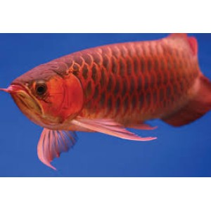 Ikan Ikan