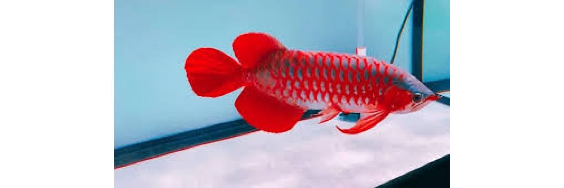 Ikan Hias