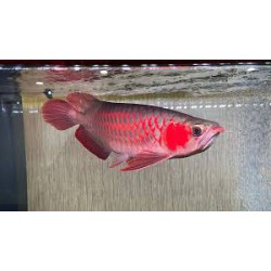 Arwana
